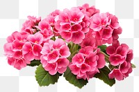 PNG Flower petal plant pink. AI generated Image by rawpixel.