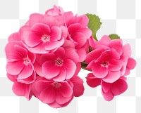 PNG Flower petal plant pink. AI generated Image by rawpixel.