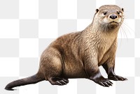 PNG Wildlife animal mammal otter. AI generated Image by rawpixel.