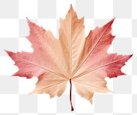 PNG Maple leaf plant tree. 