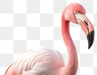 PNG Flamingo bird animal beak. 