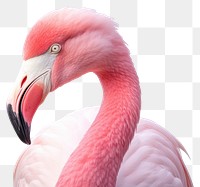 PNG Flamingo bird animal beak. AI generated Image by rawpixel.