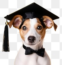 PNG Graduation animal mammal dog. 