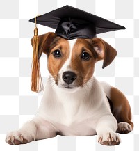 PNG Graduation mammal animal puppy. 