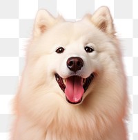 PNG Dog samoyed mammal animal. 