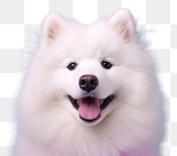 PNG Dog samoyed mammal animal. 