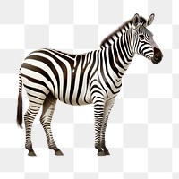 Wildlife animal mammal zebra. 