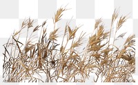 PNG Grass outdoors plant black background transparent background