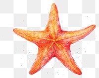 PNG Starfish white background invertebrate echinoderm, digital paint illustration. AI generated image