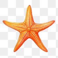 PNG Starfish animal white background invertebrate, digital paint illustration.