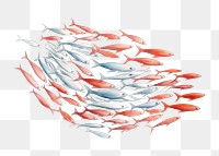 PNG Fish animal white background biology, digital paint illustration. AI generated image