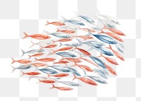 PNG Fish animal white background arrangement, digital paint illustration.