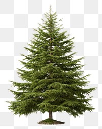 PNG Plant tree pine fir