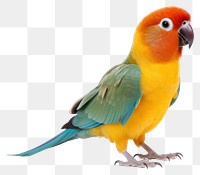 PNG Parrot bird lovebird animal. 