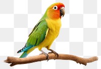 PNG Parrot bird lovebird animal. 