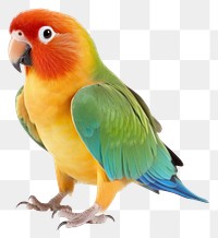 PNG Parrot bird lovebird animal. 