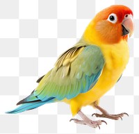 PNG Parrot bird lovebird animal. 