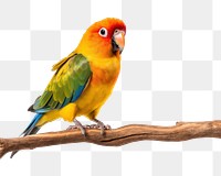 PNG Parrot bird lovebird animal. 