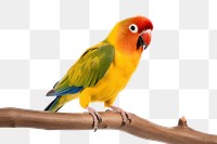 PNG Parrot bird lovebird animal. 