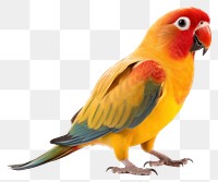 PNG Parrot bird lovebird animal. AI generated Image by rawpixel.