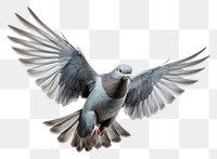 PNG Animal pigeon bird wildlife