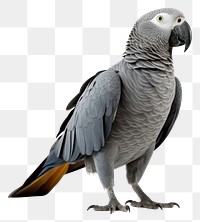 PNG Parrot animal bird  