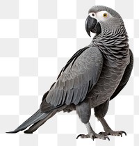 PNG Parrot animal bird  