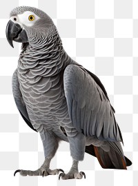 PNG Parrot animal bird  