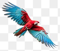 PNG Parrot animal macaw bird. 