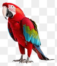 PNG Parrot animal macaw bird. 