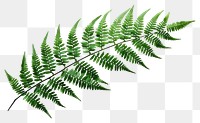 PNG Plant fern green leaf. 