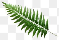 PNG Plant fern leaf freshness. 