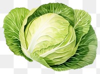 PNG Vegetable cabbage plant food. AI generated Image by rawpixel.
