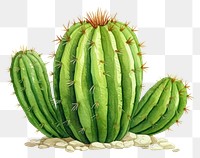 PNG Cactus plant freshness medicine. 