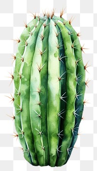 PNG Cactus plant freshness vegetable. AI generated Image by rawpixel.