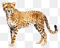 PNG Cheetah wildlife animal mammal. 