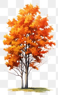 PNG Tree autumn plant maple. 