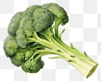 PNG Vegetable broccoli plant food. 