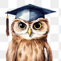 PNG Graduation animal bird owl. 