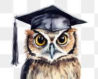 PNG Graduation animal bird owl. 