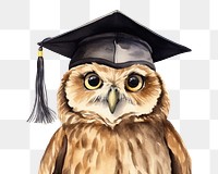 PNG Graduation animal bird owl. 