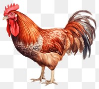 PNG Chicken poultry animal fowl