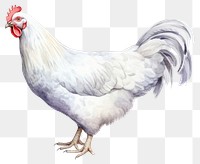 PNG Chicken poultry animal bird. AI generated Image by rawpixel.