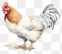 PNG Chicken poultry animal bird. 