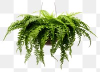 PNG Fern hanging plant leaf. AI generated Image by rawpixel.