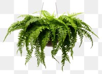 PNG Fern hanging plant leaf. 