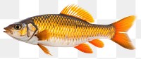 PNG Animal fish carp pomacanthidae. 