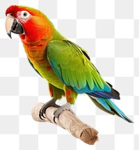 PNG Parrot animal bird  