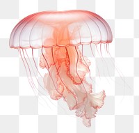 PNG  Transparent jellyfish animal invertebrate