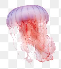 PNG Jellyfish invertebrate zooplankton translucent. 